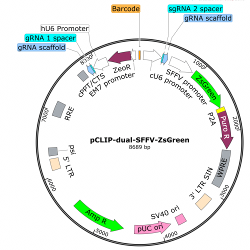 pCLIP-dual-SFFV-ZsGreen Map pCLIP-dual-SFFV-ZsGreen Map